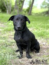 VELVET, Hund, Mischlingshund in Slowakische Republik - Bild 9
