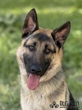 FIPS, Hund, Mischlingshund in Slowakische Republik - Bild 1