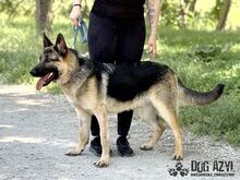 FIPS, Hund, Mischlingshund in Slowakische Republik - Bild 10