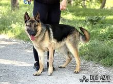 FIPS, Hund, Mischlingshund in Slowakische Republik - Bild 11