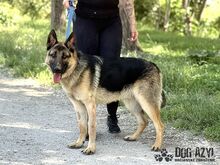 FIPS, Hund, Mischlingshund in Slowakische Republik - Bild 12
