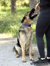 FIPS, Hund, Mischlingshund in Slowakische Republik - Bild 2