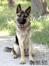 FIPS, Hund, Mischlingshund in Slowakische Republik - Bild 3