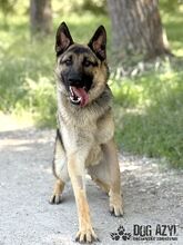 FIPS, Hund, Mischlingshund in Slowakische Republik - Bild 4