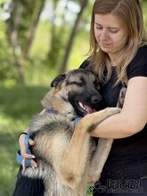 FIPS, Hund, Mischlingshund in Slowakische Republik - Bild 6