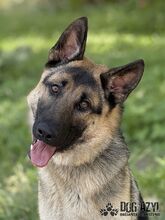 FIPS, Hund, Mischlingshund in Slowakische Republik - Bild 7