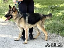 FIPS, Hund, Mischlingshund in Slowakische Republik - Bild 8