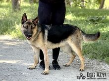 FIPS, Hund, Mischlingshund in Slowakische Republik - Bild 9