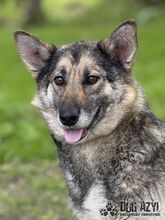 GINNY, Hund, Mischlingshund in Slowakische Republik - Bild 1