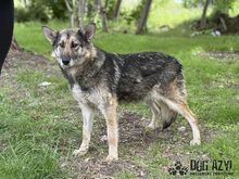 GINNY, Hund, Mischlingshund in Slowakische Republik - Bild 10