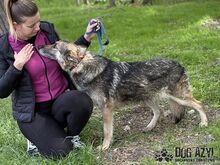 GINNY, Hund, Mischlingshund in Slowakische Republik - Bild 11