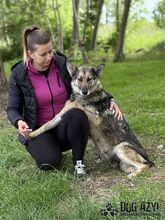 GINNY, Hund, Mischlingshund in Slowakische Republik - Bild 13
