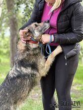 GINNY, Hund, Mischlingshund in Slowakische Republik - Bild 14