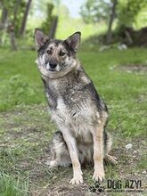 GINNY, Hund, Mischlingshund in Slowakische Republik - Bild 2