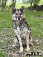 GINNY, Hund, Mischlingshund in Slowakische Republik - Bild 3