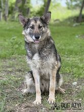 GINNY, Hund, Mischlingshund in Slowakische Republik - Bild 4