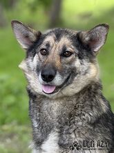 GINNY, Hund, Mischlingshund in Slowakische Republik - Bild 5