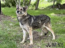 GINNY, Hund, Mischlingshund in Slowakische Republik - Bild 6
