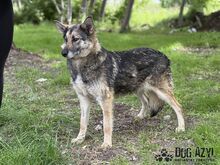 GINNY, Hund, Mischlingshund in Slowakische Republik - Bild 7