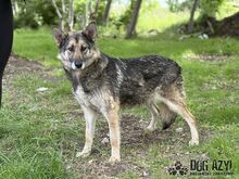GINNY, Hund, Mischlingshund in Slowakische Republik - Bild 8