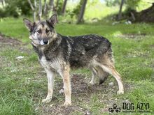 GINNY, Hund, Mischlingshund in Slowakische Republik - Bild 9