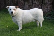 DALI, Hund, Mischlingshund in Wuppertal - Bild 1