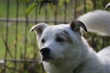 DALI, Hund, Mischlingshund in Wuppertal - Bild 10