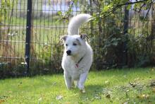 DALI, Hund, Mischlingshund in Wuppertal - Bild 11