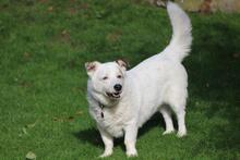DALI, Hund, Mischlingshund in Wuppertal - Bild 12