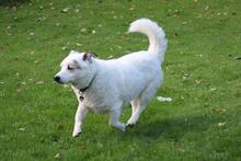 DALI, Hund, Mischlingshund in Wuppertal - Bild 4