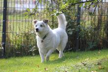 DALI, Hund, Mischlingshund in Wuppertal - Bild 9