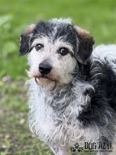 BOUBIE, Hund, Mischlingshund in Slowakische Republik - Bild 1
