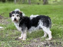 BOUBIE, Hund, Mischlingshund in Slowakische Republik - Bild 11