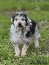BOUBIE, Hund, Mischlingshund in Slowakische Republik - Bild 2