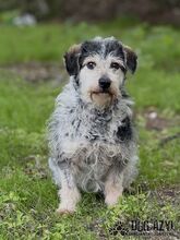 BOUBIE, Hund, Mischlingshund in Slowakische Republik - Bild 3