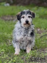 BOUBIE, Hund, Mischlingshund in Slowakische Republik - Bild 4