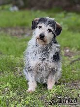 BOUBIE, Hund, Mischlingshund in Slowakische Republik - Bild 5