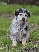 BOUBIE, Hund, Mischlingshund in Slowakische Republik - Bild 6