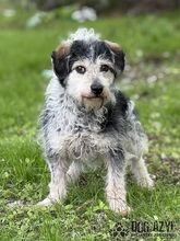 BOUBIE, Hund, Mischlingshund in Slowakische Republik - Bild 7