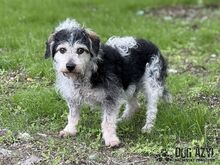 BOUBIE, Hund, Mischlingshund in Slowakische Republik - Bild 8