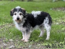 BOUBIE, Hund, Mischlingshund in Slowakische Republik - Bild 9
