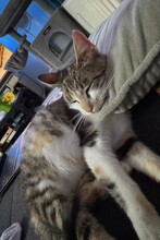 YARA, Katze, Europäisch Kurzhaar in Dresden