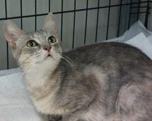 CAMILLABELLA, Katze, Europäisch Kurzhaar in Italien - Bild 2