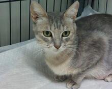 CAMILLABELLA, Katze, Europäisch Kurzhaar in Italien - Bild 3