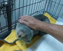 CAMILLABELLA, Katze, Europäisch Kurzhaar in Italien - Bild 4