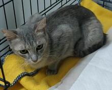 CAMILLABELLA, Katze, Europäisch Kurzhaar in Italien - Bild 5