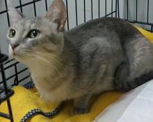 CAMILLABELLA, Katze, Europäisch Kurzhaar in Italien - Bild 6