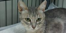CAMILLABELLA, Katze, Europäisch Kurzhaar in Italien - Bild 8