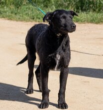 FERI, Hund, Mischlingshund in Ungarn