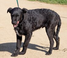 FERI, Hund, Mischlingsrüde in Ungarn - Bild 3